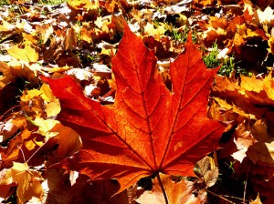 Herbstfeuer